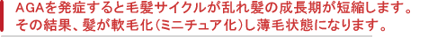 AGAを発症すると毛髪サイクルが乱れ髪の成長期が短縮します。その結果、髪が軟毛化（ミニチュア化）し薄毛状態になります。 