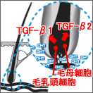 TGF-β1とTGF-β2が正常な毛髪サイクルを阻害。また毛母細胞死や毛乳頭細胞死を誘発し、発毛の促進の妨げます