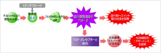 AGAを発症する、男性ホルモンの変化 ∥ テストステロン（Ｔ）男性ホルモンが、5αリターゼと結合し悪作用を引き起こし、ジヒドロテストステロン（DHT）に変化。退行期誘導因子TGF-βが退行期へスイッチとなり髪の成長を阻害します。また、TGF-βと結合し自殺酵素「カスパーゼ」が活性化し、毛母細胞死（アポートシス）を誘発し、発毛や育毛の妨げとなります。