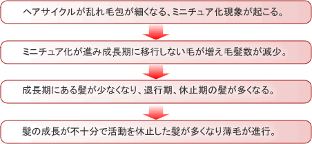 ヘアサイクルが乱れ毛包が細くなる、ミニチュア化現象が起こる。⇒ミニチュア化が進み成長期に移行しない毛が増え毛髪数が減少。⇒成長期にある髪が少なくなり、退行期、休止期の髪が多くなる。⇒髪の成長が不十分で活動を休止した髪が多くなり薄毛が進行。