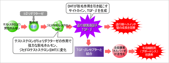 AGAを発症する、男性ホルモンの変化